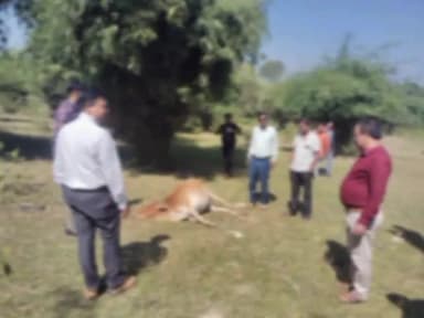 खर्रादार मेले में गंदगी से दो गायों की मौत, प्रशासन सक्रिय