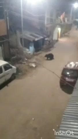 जनकपुर में कार चेक करता भालू, वीडियो वायरल; सोशल मीडिया पर लोग बोले- 'भालू इंस्पेक्टर ड्यूटी पर है'