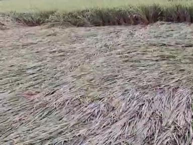 বালুরঘাট: প্রকৃতির খেলা,বৃষ্টিতে থামল চোষক পোকার আক্রমণ,ভালো ফলন পাবার আশায় বুক বাঁধছেন বালুরঘাট সহ জেলার কৃষকরা