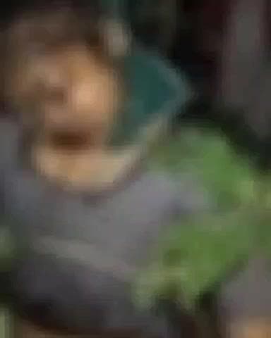 पिंडवाड़ा: पिंडवाड़ा थाना क्षेत्र गडीया में युवती की मौत परिजनों ने चार लोगों के खिलाफ हत्या का मामला दर्ज कराया