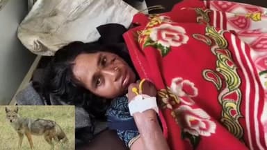खंडवा: पोखरकला में पागल सियार का हमला, महिला बुरी तरह घायल, ग्रामीणों ने बचाया, क्षेत्र में हड़कंप