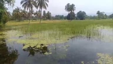 அணைக்கட்டு: பெரியஏரியூர், சேர்பாடி ஆகிய கிராமங்களில் 500 ஏக்கர் பயிர்கள் நீரில் மூழ்கி சேதம் கால்வாயை தூர்வார விவசாயிகள் வலியுறுத்தல்