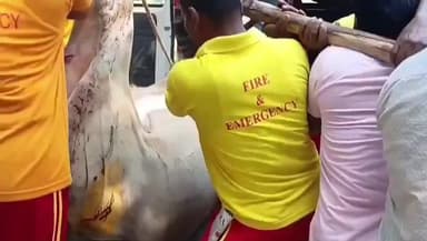 ଛତ୍ରପୁର: ଲାଞ୍ଜୀପଲ୍ଲୀ ରାମ ନଗର ରେଲୱେ ଧାରଣାରେ ଗୁରୁତର ଆହତ ଷଣ୍ଢକୁ ଉଧାର କରି ପଶୁ ଚିକିତ୍ସା କେନ୍ଦ୍ରରେ ପହଞ୍ଚାଇଲେ ଅଗ୍ନିଶମ କର୍ମଚାରୀ