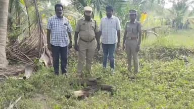 ஆலங்குடி: பசைக்காடு கிராமத்தில் மயிலுக்கு விஷம் வைத்துக் கொன்ற பெண்ணை கைது செய்த மனசாரக அலுவலர் சதாசிவம் மற்றும் மாணவர்கள் முருகானந்தம் சிவரஞ்சனி