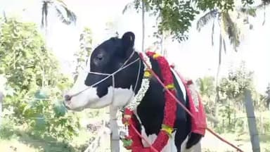 ಚನ್ನರಾಯಪಟ್ಟಣ: ಜನಿವಾರ ಗ್ರಾಮದಲ್ಲಿ ಎಂಟು ತಿಂಗಳು ತುಂಬಿದ ಹಸುವಿಗೆ ಸೀಮಂತ ಮಾಡಿದ ಬಾಬುಗೌಡ ಕುಟುಂಬ