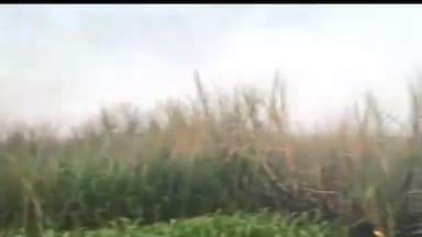 माजलगाव: टाकरवन येथे ऊस पिकाला भीषण आग लागली असून शेतकऱ्याचे लाखो रुपयांचे नुकसान झाले