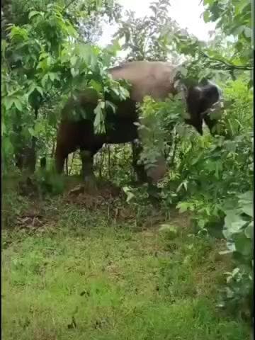 ओडगी: बैकुंठपुर: गुरु घासीदास राष्ट्रीय उद्यान के जंगल में जंगली हाथी ने 3 महीने से जमाया डेरा, लगातार किसानों की फसल कर रहा है चौपट
