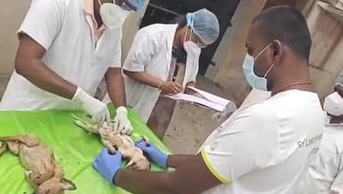 கோவை வடக்கு: விளாங்குறிச்சி பகுதியில் கஞ்சா போதையில் இரண்டு குட்டி நாய்களை கல்லால் அடித்துக் கொன்ற வாலிபர் கைது