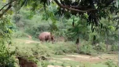 रनियां: कुलाहाण्ड़े गाँव के पास दिखा हाथी, स्थानीय लोग उसे खदेड़कर सुरक्षित वन क्षेत्र में भगाने का कर रहे प्रयास