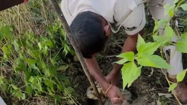 ବୌଦ୍ଧ ସଦର: ବାଗିଡିଆ ଗ୍ରାମ ଜଙ୍ଗଲରୁ ୩୫୦କେଜି ମହୁଲ ପୋଚ ସହିତ ୩୨ଲିଟର ମଦକୁ ଜବତ କରି ନଷ୍ଟ କଲା ଅବକାରୀ ପୋଲିସ