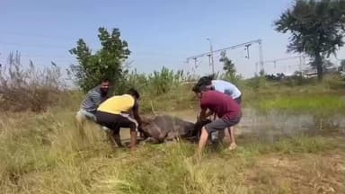 मूल: मुल रेल्वेजवळील नाल्यात फसलेल्या मैस चे तरुणांनी वाचविले प्राण