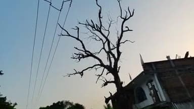 मरकच्चो: मरकच्चो बरियारडीह मुख्यमार्ग किनारे सूखेपेड रहने से क्षेत्र के लोगों के बीच बढ़ी जनसमस्या #Jansamasya