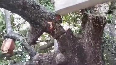 चंदेरी: सरकारी अस्पताल के पास खिन्नी का पेड़ कटवा रहा था व्यक्ति, पुलिस को दी शिकायत