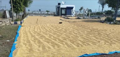 रन्नौद: कुटवारा गांव के पास किसानों ने पेट्रोल पंप को मक्का सुखाने के लिए बनाया खलिहान