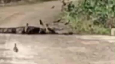 सीतामऊ: रणायरा खेड़ा में बालाजी मंदिर मार्ग पर पुलिया पर दिखा 7 फीट लंबा मगरमच्छ, लोगों में डर