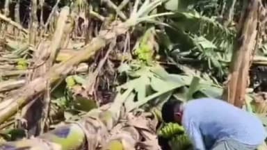 యర్రగొండపాలెం: తుఫాను కారణంగా నష్టపోయిన రైతుల పంట పొలాలను పరిశీలించేందుకు పశ్చిమ ప్రకాశం ప్రాంతానికి వస్తున్న కేంద్ర బృందం