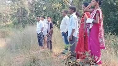 କୁଚିଣ୍ଡା: କର୍ଲିଆଡିହି ଅଞ୍ଚଳରେ ବନ୍ୟ ଜନ୍ତୁଙ୍କ ଉପଦ୍ରବ, ଏକଡ଼ ଏକଡ଼ ଧାନ ଫସଲ ନଷ୍ଟ