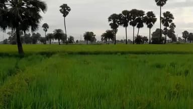 चेवाड़ा: चेवाड़ा प्रखंड क्षेत्र में ठंडक ने दी दस्तक, पछुआ हवा से बढ़ी सर्दी