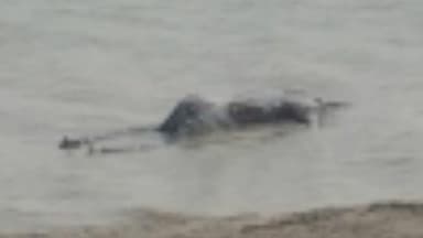 साहेबपुर कमाल: मल्हीपुर: गंगा नदी घाट पर तैरता मिला शव, क्षेत्र में चर्चा