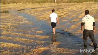 विदिशा: हलाली डैम से नहर का पानी खेतों में भरने से फसल बर्बाद, रविवार शाम 5 बजे कांग्रेस नेता पहुंचे किसानों के बीच