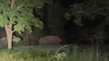 ଜମନକିରା: ଫୁଲକୁସୁମ ଅଞ୍ଚଳ ରେ ଧାନ ଫସଲ ନଷ୍ଟ କରୁଛି ହାତୀ ପଲ, ବନ ବିଭାଗ ପକ୍ଷରୁ ପେଟ୍ରୋଲିଂ ଜାରି