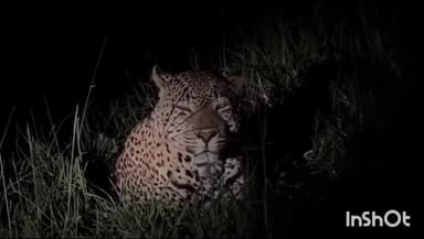 श्रीरामपूर: कोंबडवाडी परिसरात बिबट्याचे दर्शन नागरिकांमध्ये भीतीचे वातावरण