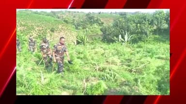 সোনামুড়া থানার উদ্যোগ কমলনগর ঘাটিঘর এলাকা গাঁজা বাগান ধ্বংস
#TripuraNews #NewsUpdate #udaipur #police #agartala