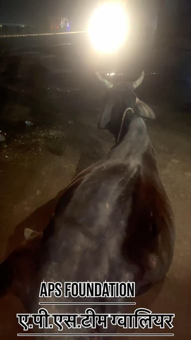 इस गाये का एक्सीडेंट करके भाग गया रात को ही पूरा इलाज किया गया..!
Respect girl’s help poor help animals
#apsgurjar #viral #gwalior