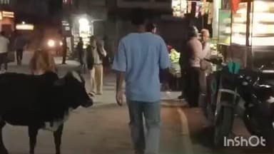 ददाहू: आज ददाहू की ग्राम पंचायत को आवारा पशु के बारे में जानकारी दी जाएगी 70 पशु का व्यवस्था की जाए