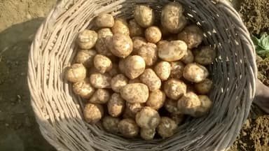 thatiya ke gram patti me aalu ki position