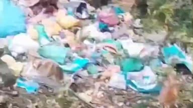 कल्पा: किन्नौर के कल्पा क्षेत्र से आई तस्वीरें, जंगलों में लगा कूड़े का ढेर, आगजनी का बना हुआ खतरा