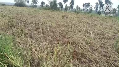 ಶಿಡ್ಲಘಟ್ಟ: ನಗರದಲ್ಲಿ ದಿತ್ವಾಚಂಡಮಾರುತಕ್ಕೆ ರೈತರ ಬೆಳೆದ ರಾಗಿ ಹೊಲ ಸಂಪೂರ್ಣ ನಾಶ ಕೈಗೆ ಬಂದ ತುತ್ತು ಬಾಯಿಗೆ ಬರದಂತಾಯಿತು