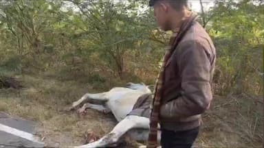 गरौठा: गुरसराय में बड़ा सड़क हादसा टला: घोड़ा-बग्गी में ट्रक की टक्कर, फिर बारातियों से भरी बस से भिड़ा—घोड़ा घायल, सवारियाँ