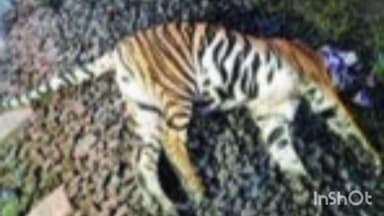 बल्लारपूर: रेल्वेच्या धडकेत वाघिणीचा मृत्यू, चनाखा बिटा मधील घटना