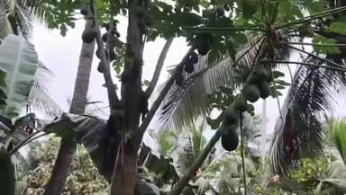 బి.దొడ్డవరంలో అబ్బురపరుస్తున్న 10 తలల బొప్పాయి చెట్టు