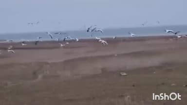 जवाली: ठंड बढ़ते ही पौंग झील 70 हजार से अधिक प्रवासी पक्षियों से गुलजार हो गई