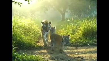 सवाई माधोपुर: सवाई माधोपुर कुंडेरा रेंज में रणथंभौर टाइगर रिजर्व में गूंजी किलकारी, बाघिन टी-2307 ने तीन शावकों को दिया जन्म