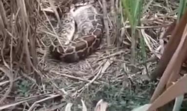 ಹಳಿಯಾಳ: ಅಮ್ಮನಕೊಪ್ಪ ಗ್ರಾಮದ ಕಬ್ಬಿನ ತೋಟದೊಳಗೆ ಹೆಬ್ಬಾವು ಪ್ರತ್ಯಕ್ಷ, ವಿಡಿಯೋ ವೈರಲ್