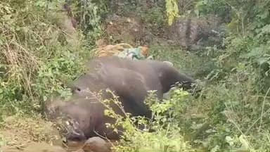 பேரணாம்பட்டு: சின்ன கணவாய் பகுதியில் தண்ணீர் குடிக்க வந்த ஆண் யானை மர்மமான முறையில் உயிரிழப்பு வனத்துறையினர்