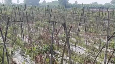 बुरहानपुर नगर: हतनूर के किसान ने टमाटर की फसल का उचित भाव और मुआवजा न मिलने पर जताया विरोध