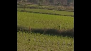 मोहाडी: सोनेगाव परिसरात वाघाची दहशत, शेतकऱ्यांत व पशुपालकांत भीतीचे वातावरण