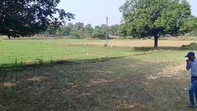 चिखली: चिखली क्षेत्र में गेहूं की फसल लहराई, चने में नहीं दिखाई दिया दम