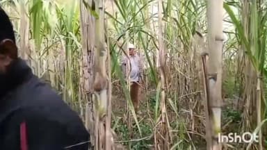 नगीना: बढ़ापुर क्षेत्र के गांव शाहलीपुर कोटरा में गुलदार ने एक गौवंश को मार डाला, ग्रामीणों ने गुलदार को पकड़वाने की मांग की