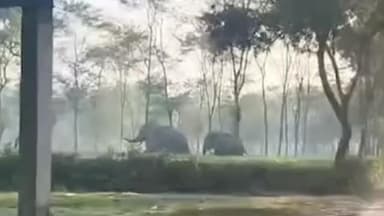 খড়িবাড়ি: রসদের খোঁজে খড়িবাড়ির থানঝোড়া চা-বাগানে হাতির দাপট