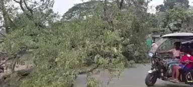 लिट्टीपाड़ा: लिट्टीपाड़-पाकुड़ मुख्य सड़क पर विशाल पेड़ गिरने से दो घंटे तक आवागमन बाधित रहा