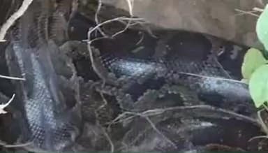 नारासन: लिबरहेड़ी के पास सड़क किनारे गहरे गड्ढे में बेफिक्र होकर आराम करता नजर आया अजगर, लोग डरते हुए बनाते रहे वीडियो