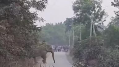 उदयपुर धरमजयगढ़: बरपाली-राबो मार्ग पर 33 हाथियों का विशाल झुंड सड़क पार करते दिखा, दोनों ओर वाहनों की लगी लंबी कतार