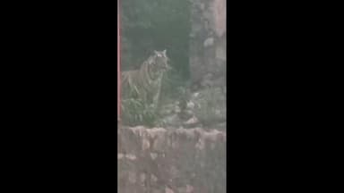 सवाई माधोपुर: सवाई माधोपुर रणथंभौर के नौलखा गेट जोगी महल पर बाघिन रिध्दि के शावक की चहलकदमी