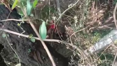 खुडैल: इंदौर वन मंडल क्षेत्र में शिकारी द्वारा तेंदुए की हत्या, पंजे और दांत काटे