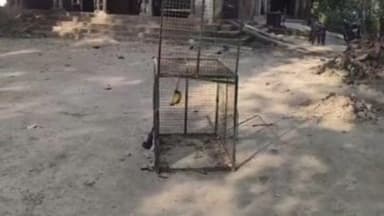 बीकापुर: लंगूर को पकड़ने के लिए वन विभाग ने लगाया पिजरा